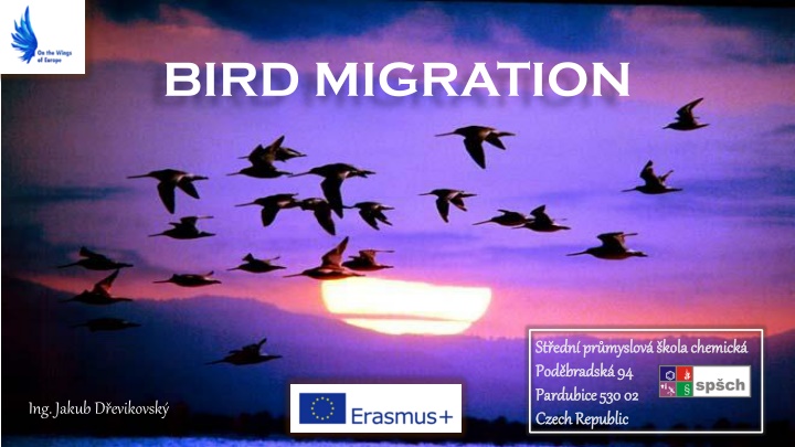 Fascinating Insights into Bird Migration Phenomena