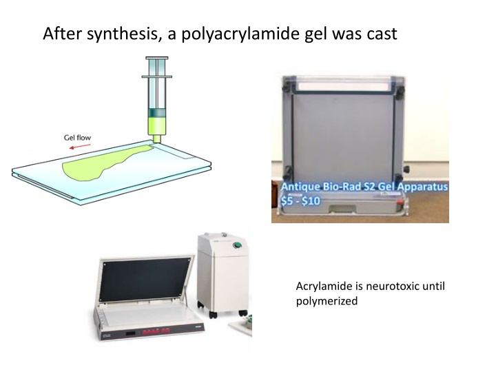 DNA Fragment Analysis Through Polyacrylamide Gel Electrophoresis