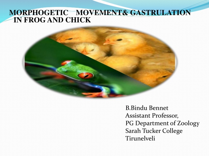 Gastrulation Process in Frog and Chick Embryos