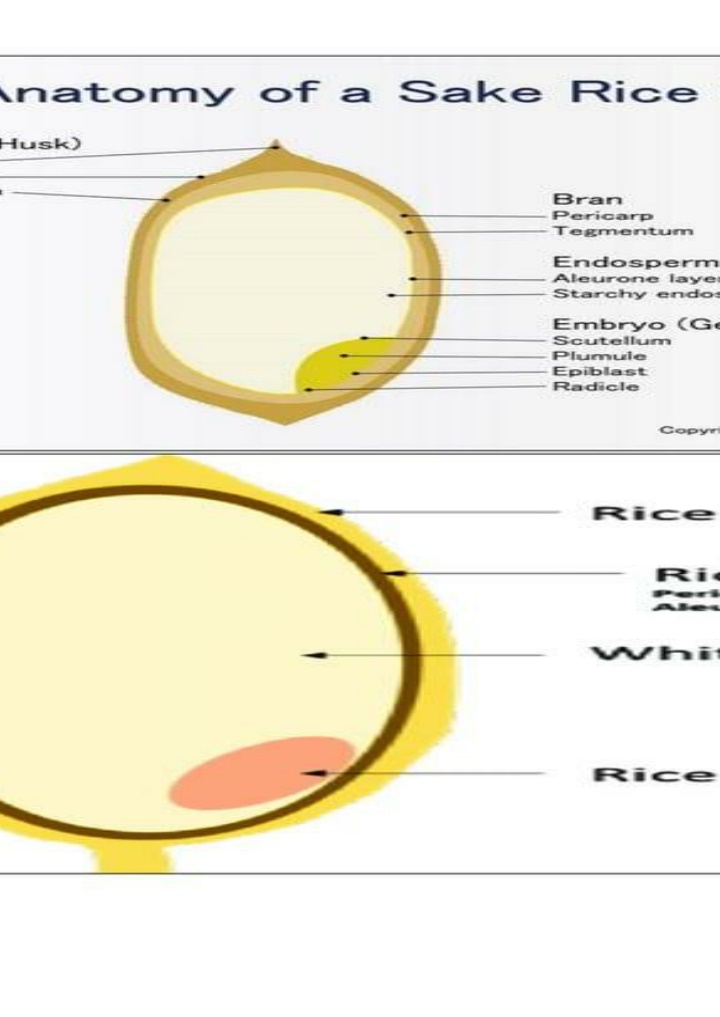 The Anatomy of a Rice Grain