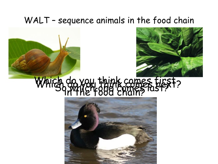The Food Chain in Ecosystems