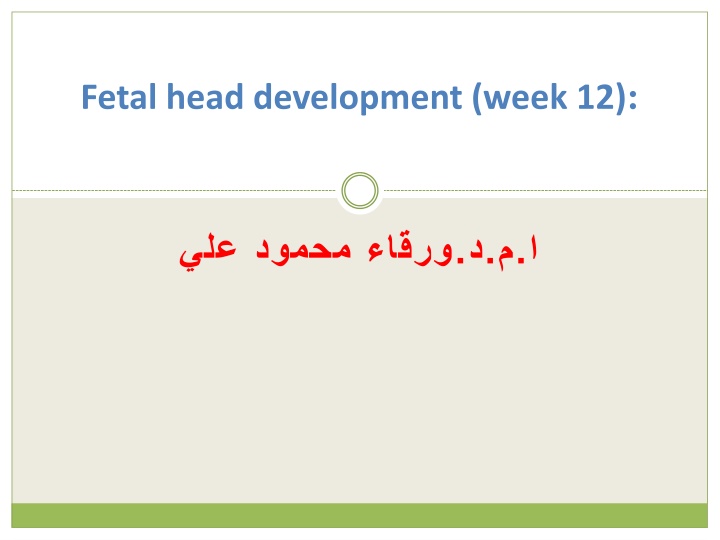 Development of Fetal Head and Neck Structures in Week 12