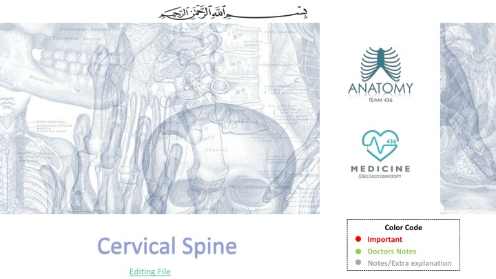 The Cervical Spine: Anatomy and Function Explained