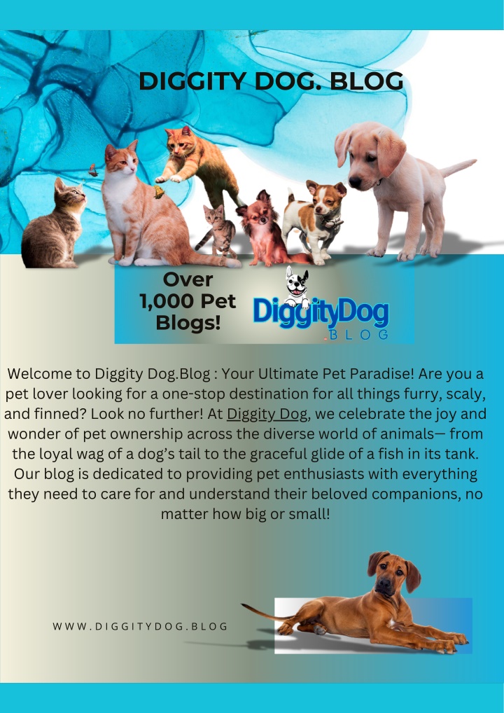 diggity dog blog n.w