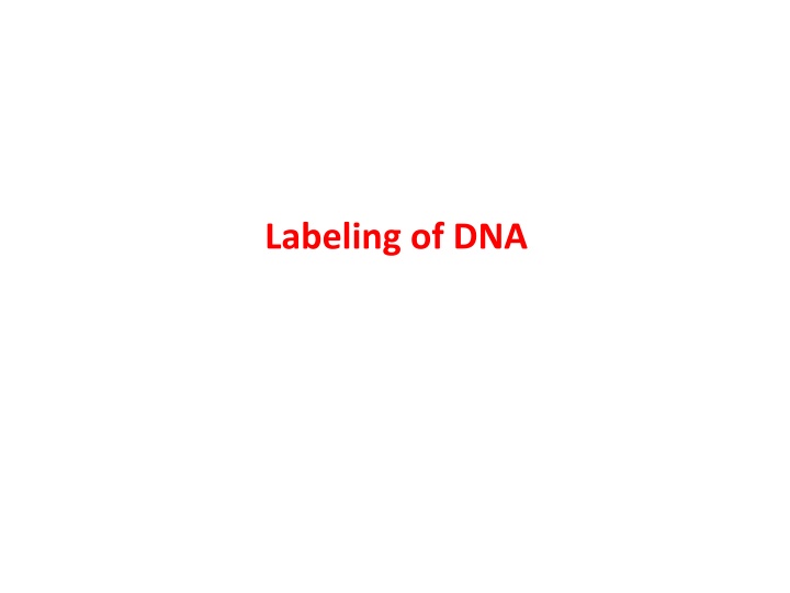 Nucleic Acid Labeling and Detection in Molecular Biology
