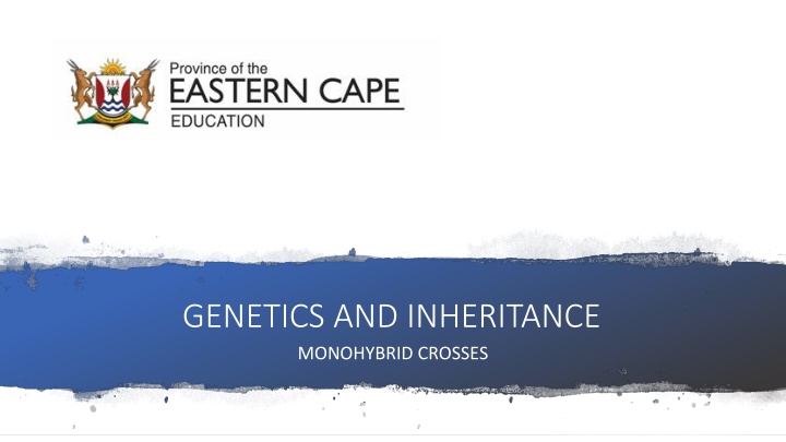 Monohybrid Crosses in Genetics