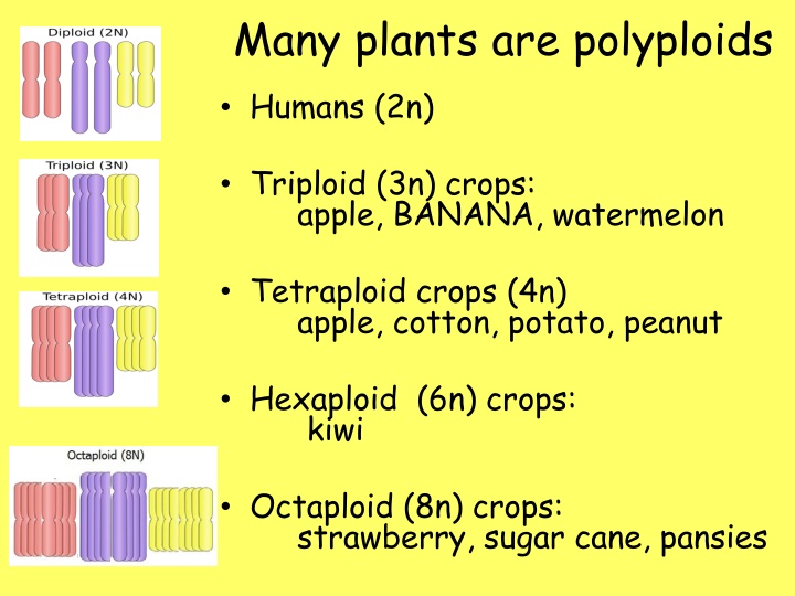 Polyploidy in Plants: Implications and Techniques