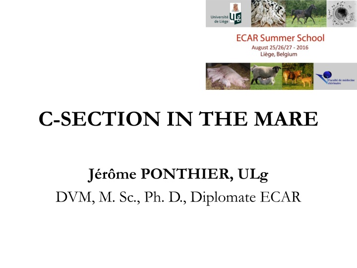 C-Section in Mares: Procedure, Post-Surgery Care, and Prognosis