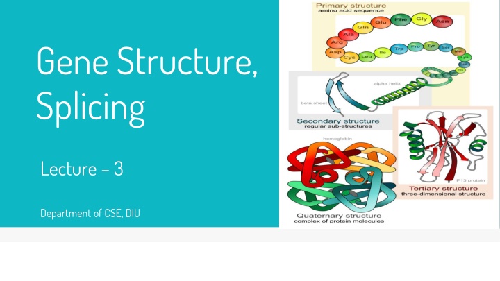 Gene Structure and Splicing in Eukaryotic Cells