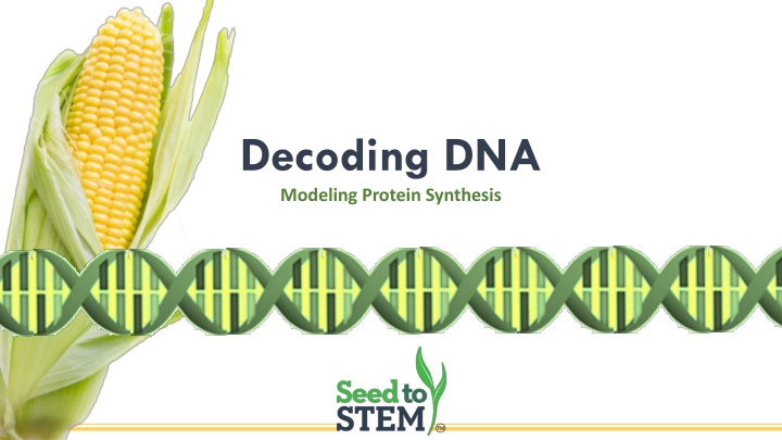 DNA, Transcription, and Translation Process