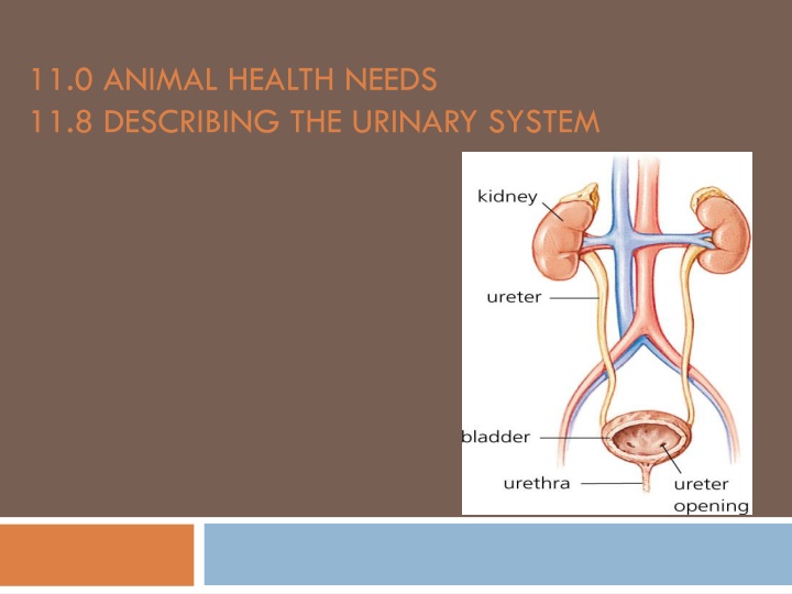 The Canine Urinary System: Functions and Parts Explained