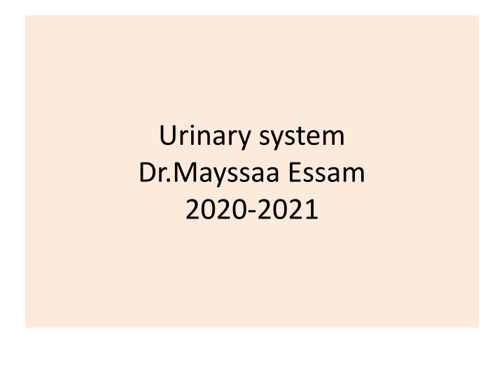 Overview of the Urinary System and Kidney Function