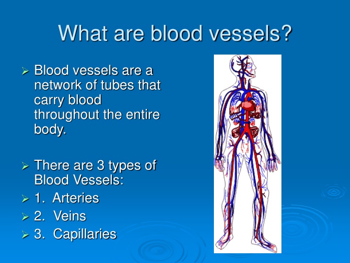 Blood Vessels and Their Role in the Body