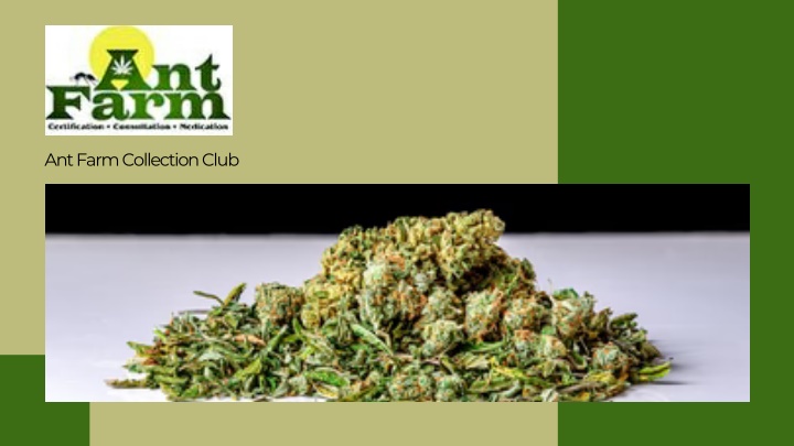 ant farm collection club n.w