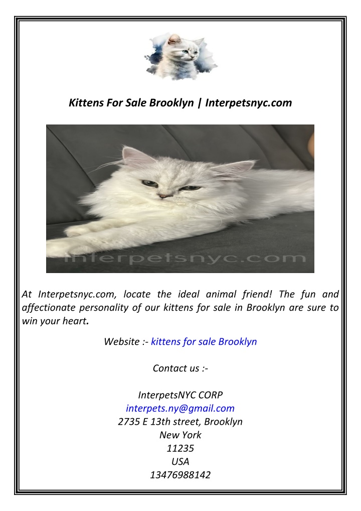 kittens for sale brooklyn interpetsnyc com n.w