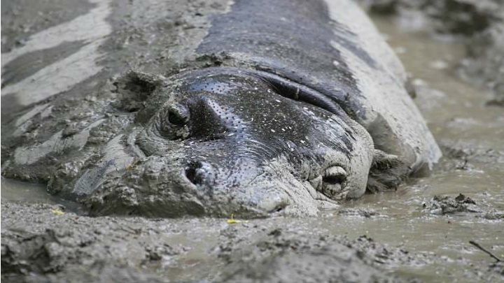 Hippo Time: A Guide to Coping with Emotions During Uncertain Times