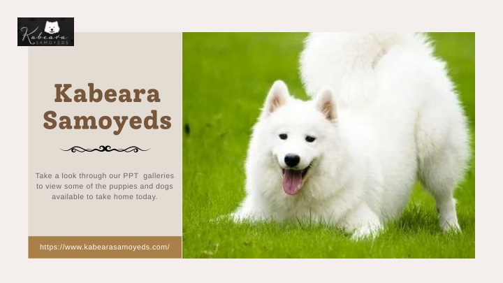 Joyful  Samoyed Puppies near me