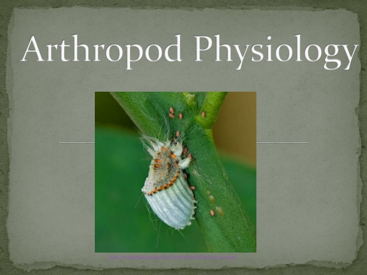Overview of Arthropod Physiology and Morphology