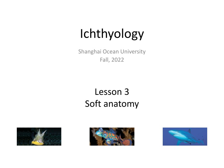 The Soft Anatomy of Fish Nervous System in Ichthyology
