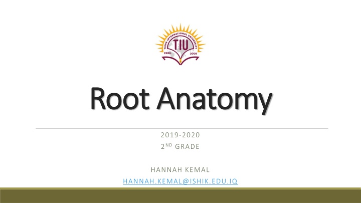 Plant Roots: Anatomy, Functions, and Types