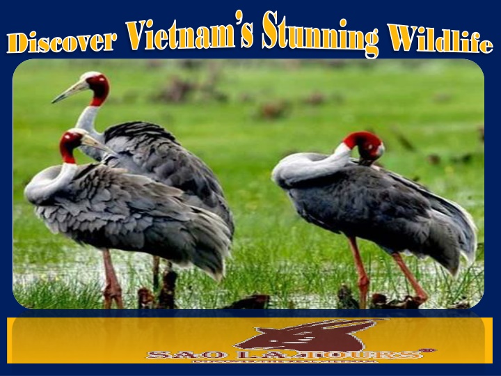 Discover Vietnam’s Stunning Wildlife