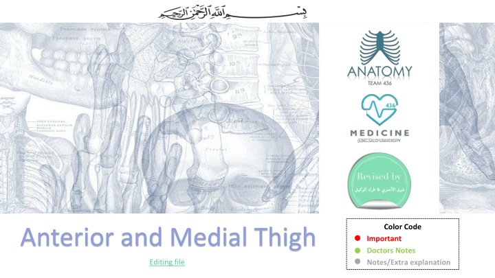 Muscles of the Anterior and Medial Thigh Anatomy Overview