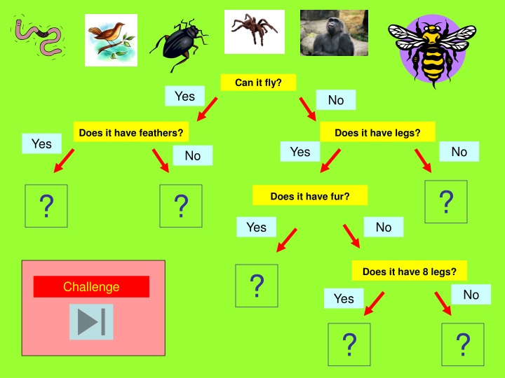 Learn About Different Animals