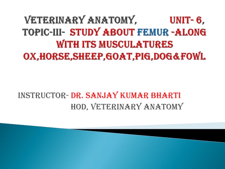 The Anatomy of the Femur in Veterinary Science