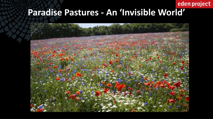 Paradise Pastures: A Journey into an Invisible World
