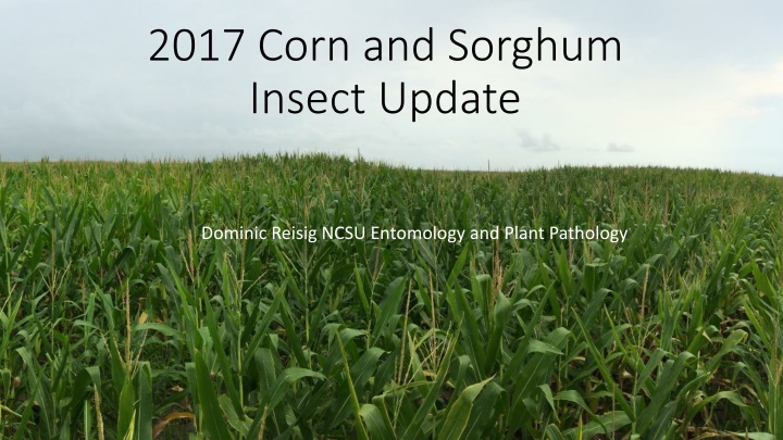 Insect Management Update for Corn, Sorghum, and Sugarcane Aphids