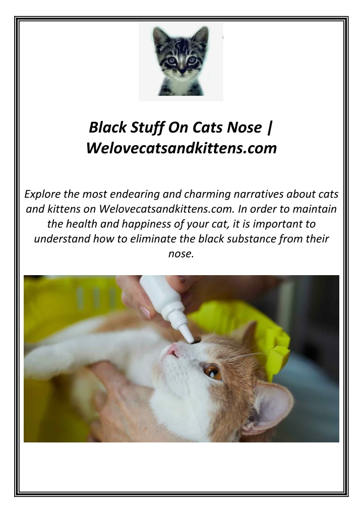 black stuff on cats nose welovecatsandkittens com n.w