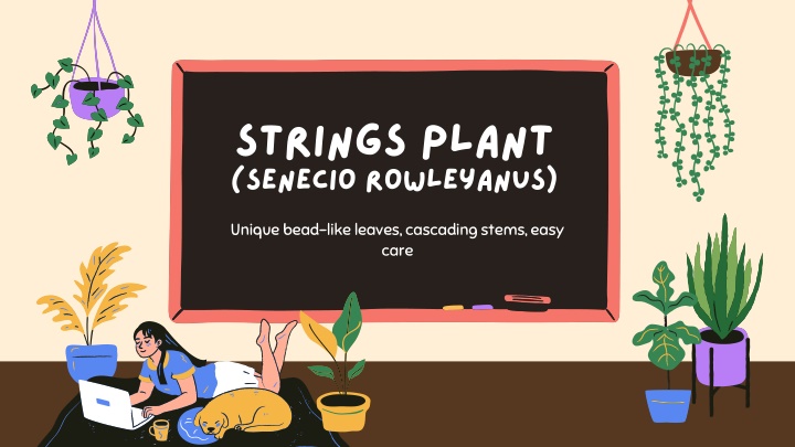 strings plant senecio rowleyanus n.w