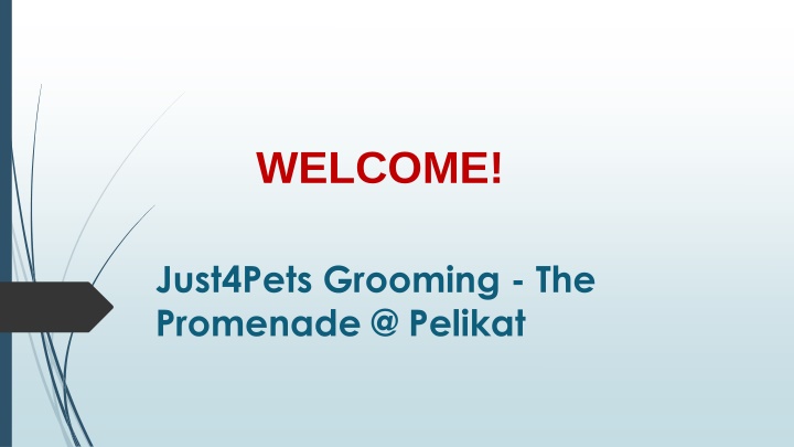 Best Dog Grooming in Hougang