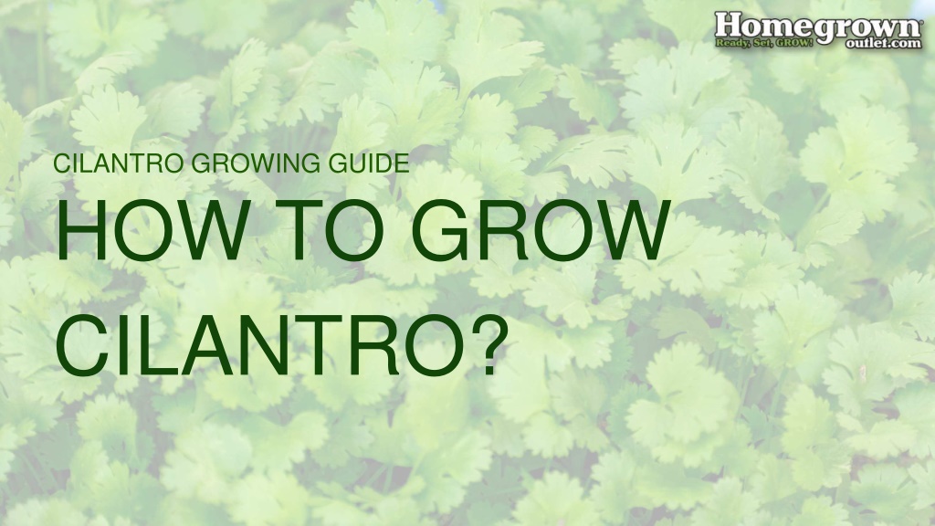 cilantro growing guide l.w