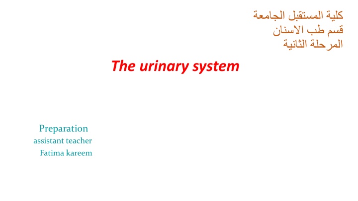 The urinary system