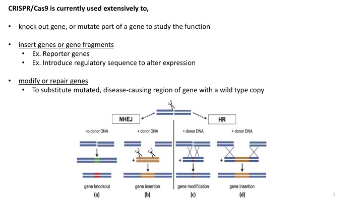 CRISPR/Cas9 is currently used extensively to,