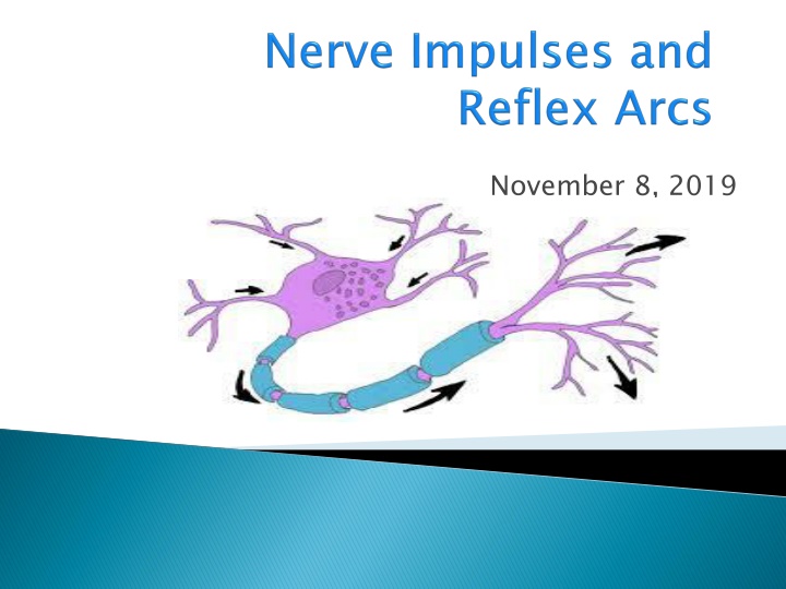 Functions of the Nervous System: Irritability and Conductivity