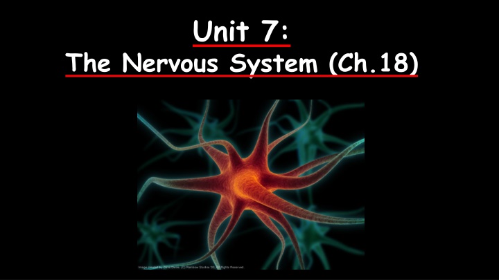 The Nervous System: Structure and Functions
