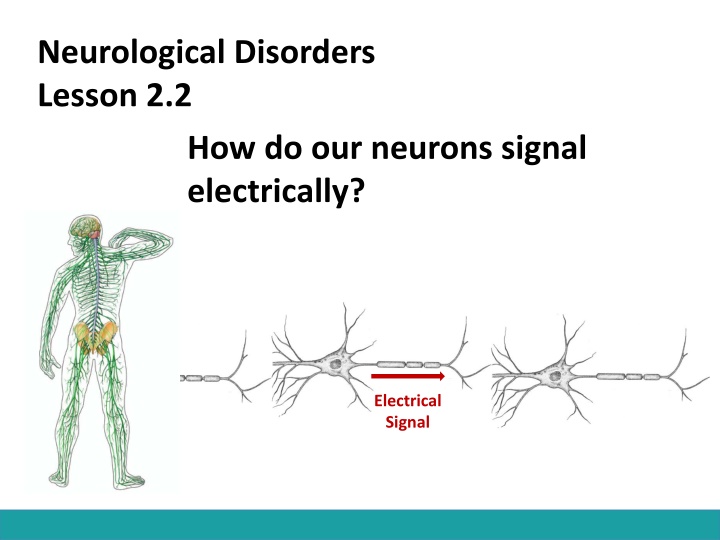 How Neurons Signal Electrically: An Insight