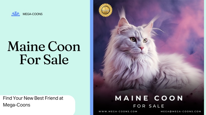 mega coons n.w