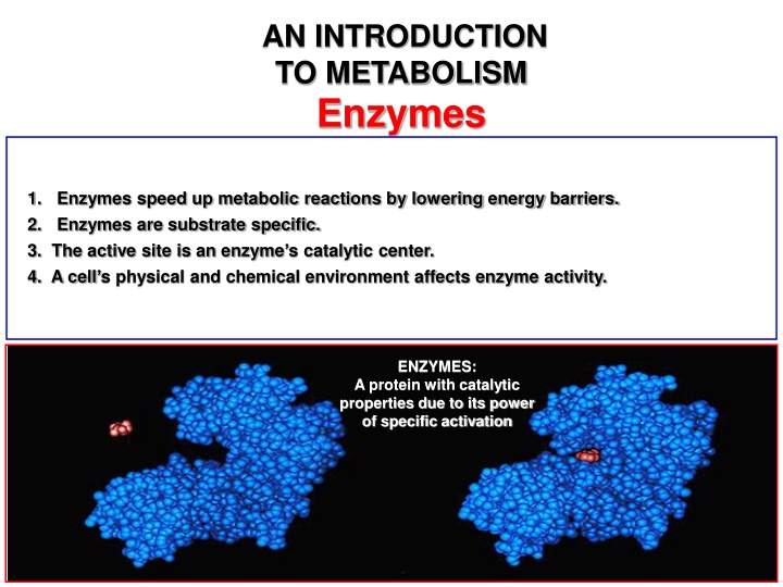 Introduction to Enzymes and Metabolism