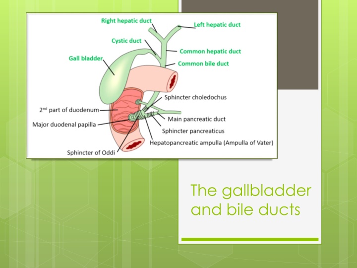The gallbladder