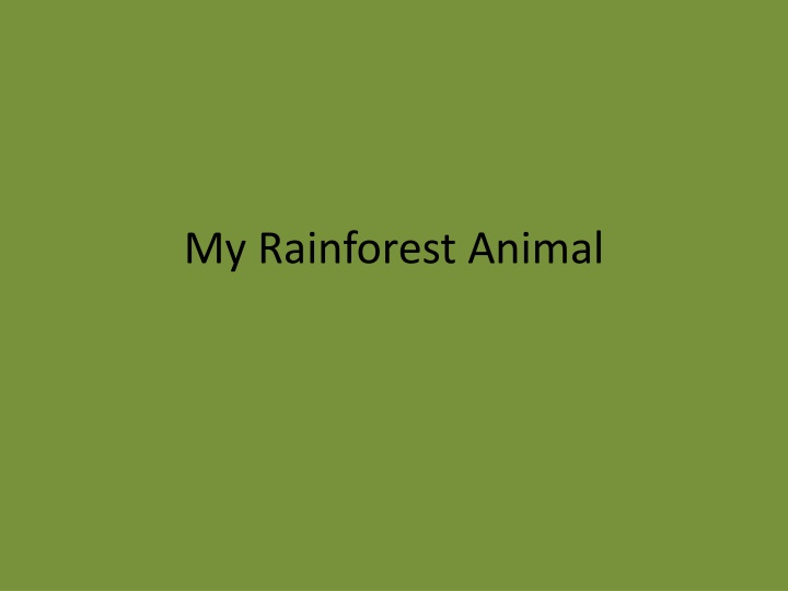 My Rainforest Animal