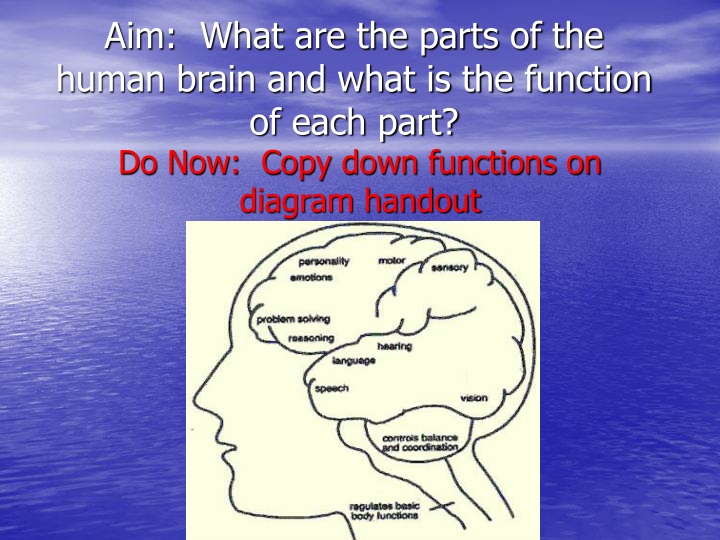 Human Brain Parts & Functions