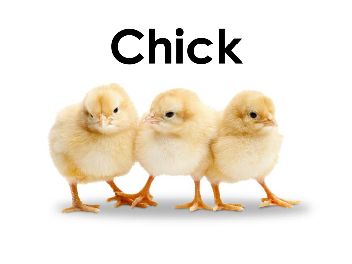 Adorable Chick Images and Fun YouTube Video