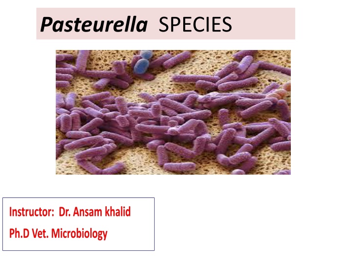 Pasteurella Species and Virulence Factors