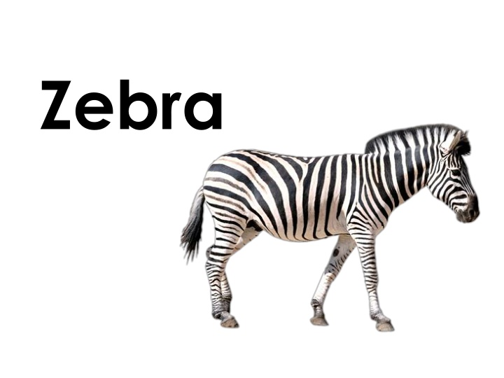 All About Zebras - Fun Facts and Images