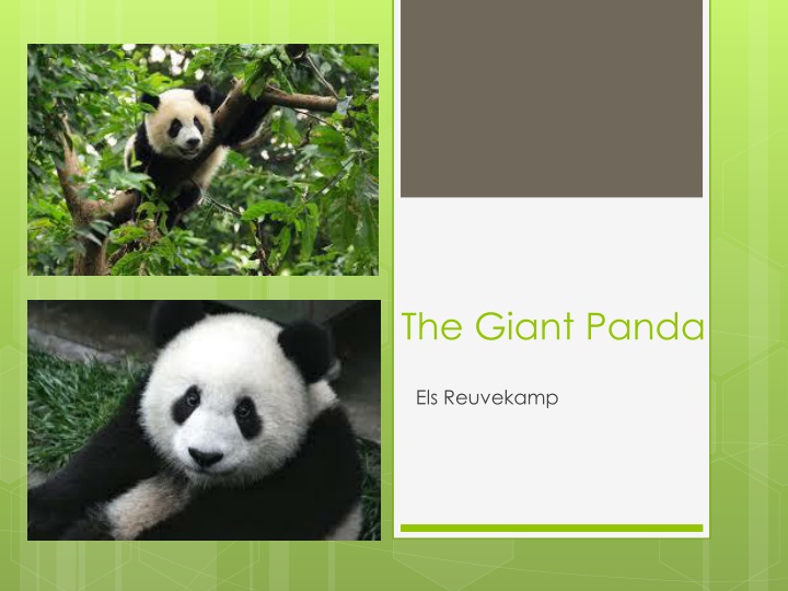The Giant Panda