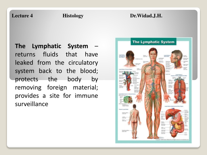 Lymphatic System Function and Immune Response Overview