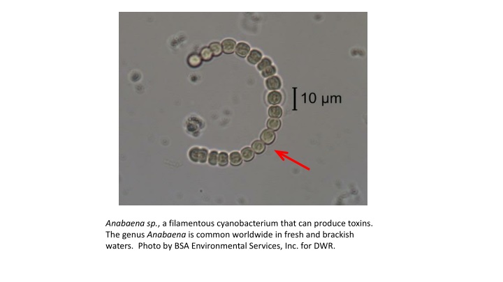 Diverse Aquatic Microorganisms
